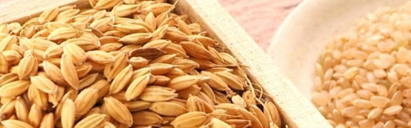 モチっと食感!健康応援【アルファー食品のぷちっともち玄米】情報サイト